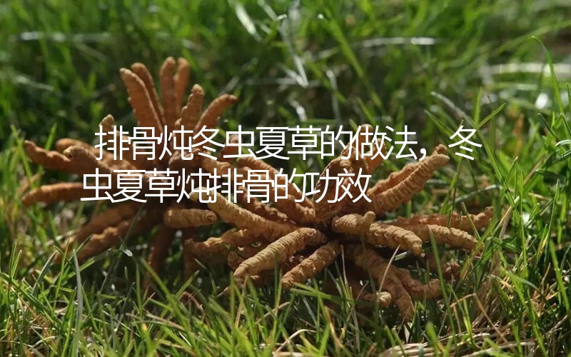 排骨燉冬蟲夏草的做法，冬蟲夏草燉排骨的作用