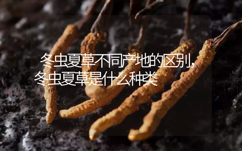 冬蟲夏草不同產(chǎn)地的區(qū)別，冬蟲夏草是什么種類