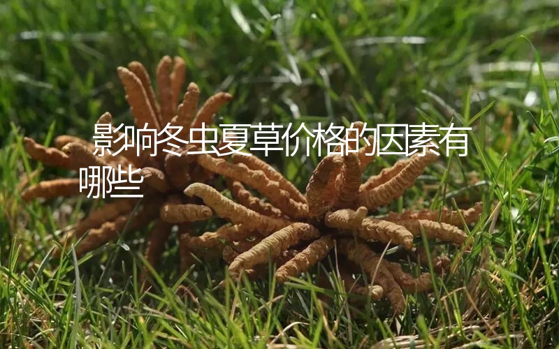 影響冬蟲夏草價(jià)格的因素有哪些？