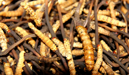 為什么鮮干草泡水味道香味淡，如何判斷冬蟲夏草是不是鮮干草？