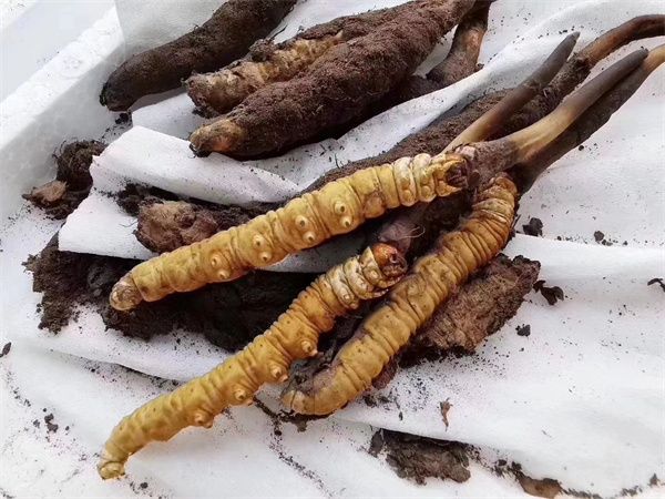 鮮冬蟲夏草的4種食用方式 鮮冬蟲夏草有更高的活性成分和營養(yǎng)價值