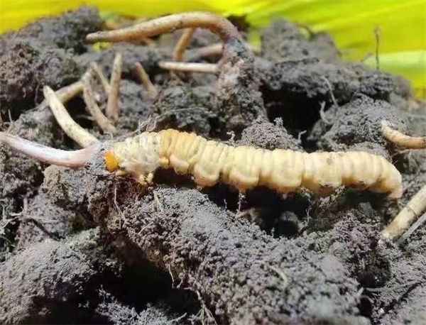 冬蟲夏草是什么蟲 冬蟲夏草是一種由真菌寄生復合生物體