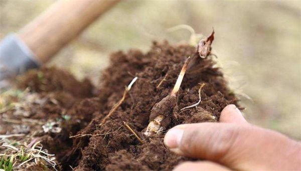 冬蟲夏草的種植方法 冬蟲夏草5步種植方法的概述