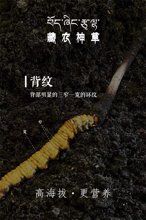 冬蟲夏草韭菜籽煮水：健康新時尚，養(yǎng)生好搭檔！