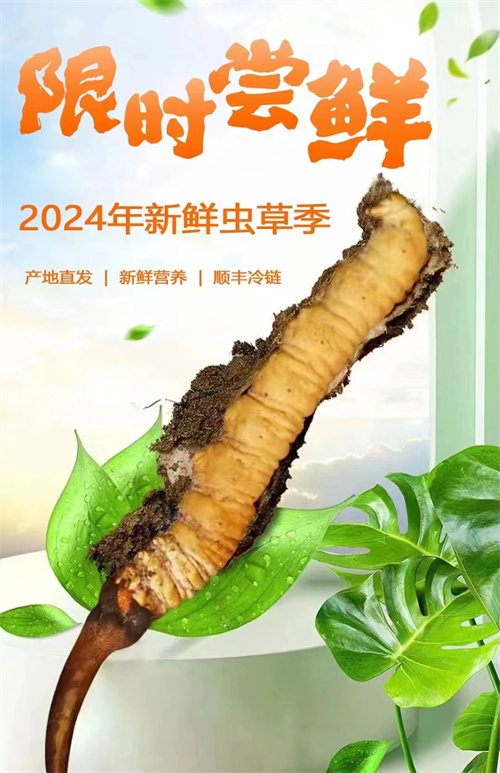 腎炎的人喝冬蟲(chóng)夏草能好嗎 冬蟲(chóng)夏草可以保護(hù)腎臟