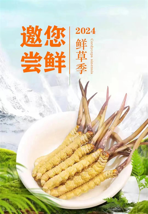 冬蟲(chóng)夏草與核桃煮水 健康養(yǎng)生的新選擇