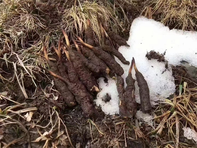 冬蟲夏草只生長在雪山嗎？雪山是冬蟲夏草的主要生長地