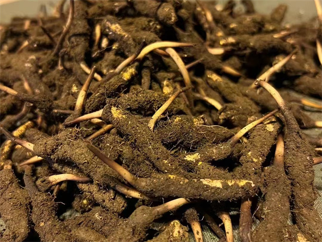 甘肅產冬蟲夏草嗎？冬蟲夏草的產地分布與特點