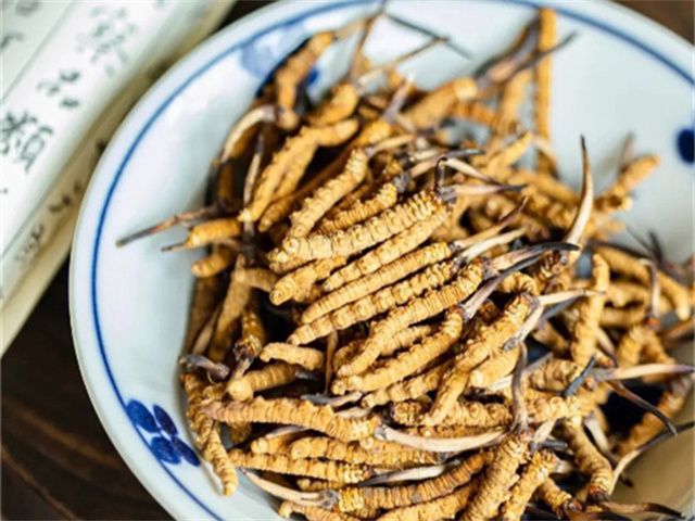 泰國有冬蟲夏草嗎？泰國冬蟲夏草的特點