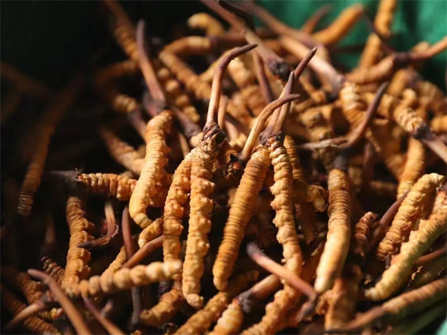 冬蟲夏草和茭白同吃的5種食用方法